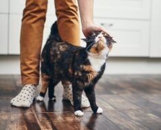 7 manières indubitables que votre chat dit « je t’aime »