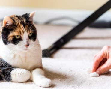Pourquoi votre chat vomit et que faire