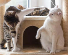 Pourquoi les chats se battent avec d’autres chats et comment les aider