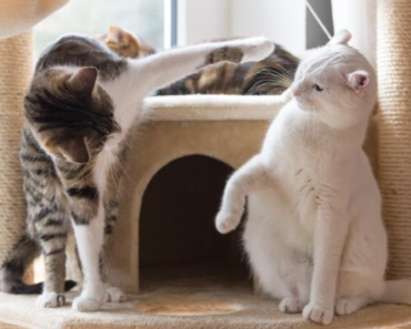 Pourquoi les chats se battent avec d’autres chats et comment les aider