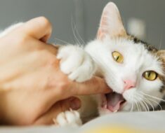 Morsures d’amour de chat : 5 raisons pour lesquelles ils le font et comment y répondre