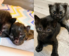 L’histoire réconfortante de deux chats qui veillent l’un sur l’autre depuis qu’ils sont chatons nouveau-nés