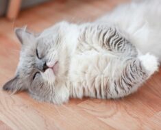 9 positions de sommeil pour votre chat lorsqu’il est malade