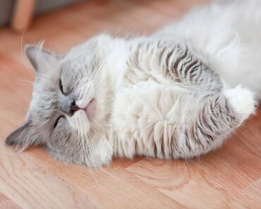 9 positions de sommeil pour votre chat lorsqu’il est malade