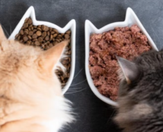 Nourriture humide pour chats ou nourriture sèche pour chats : quelle est la meilleure ?