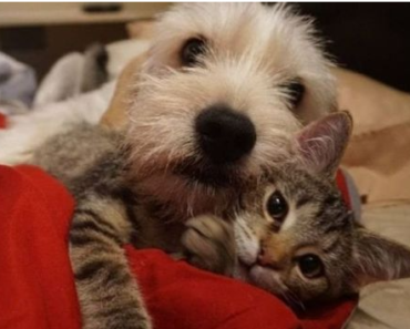 Un chaton qui ne pouvait pas marcher va mieux grâce à un chien qui s’est occupé de lui comme une mère