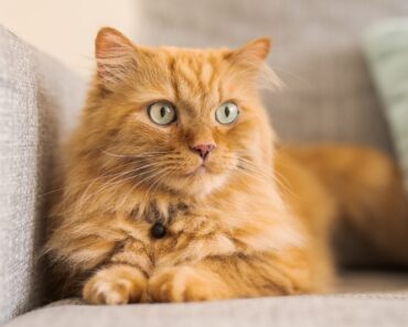 Pourquoi les chats font-ils pipi sur les objets ? 5 raisons possibles