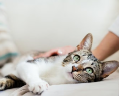 9 façons d’aider votre chat constipé