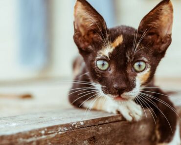 Comment faire venir un chat errant vers vous