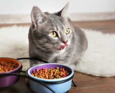 Quelle quantité dois-je nourrir mon chat ?