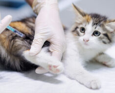 12 réactions possibles aux vaccins chez les chats