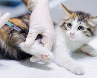 12 réactions possibles aux vaccins chez les chats