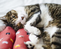 6 bonnes raisons pour lesquelles votre chat aime dormir à vos pieds