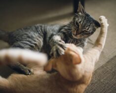 Comment résoudre l’agressivité entre les chats domestiques
