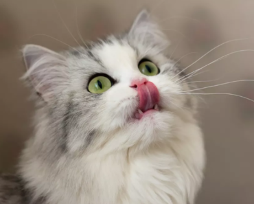 Pourquoi mon chat a-t-il toujours faim ?