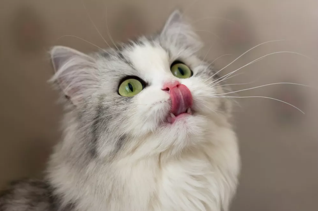 Pourquoi mon chat atil toujours faim ? BDAILY