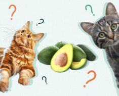 Les chats peuvent-ils manger de l’avocat ?
