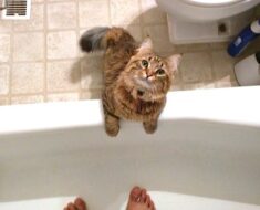 7 raisons pour lesquelles les chats adorent les salles de bain