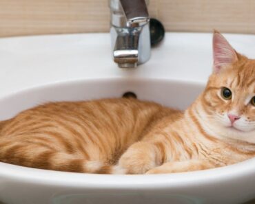 Pourquoi mon chat me garde-t-il quand je vais aux toilettes ?