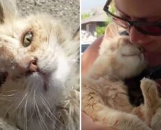 Un chat abandonné est adopté et il n’arrête pas d’embrasser son nouveau propriétaire
