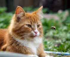 Que faire si votre chat se fait piquer par une abeille ou une guêpe