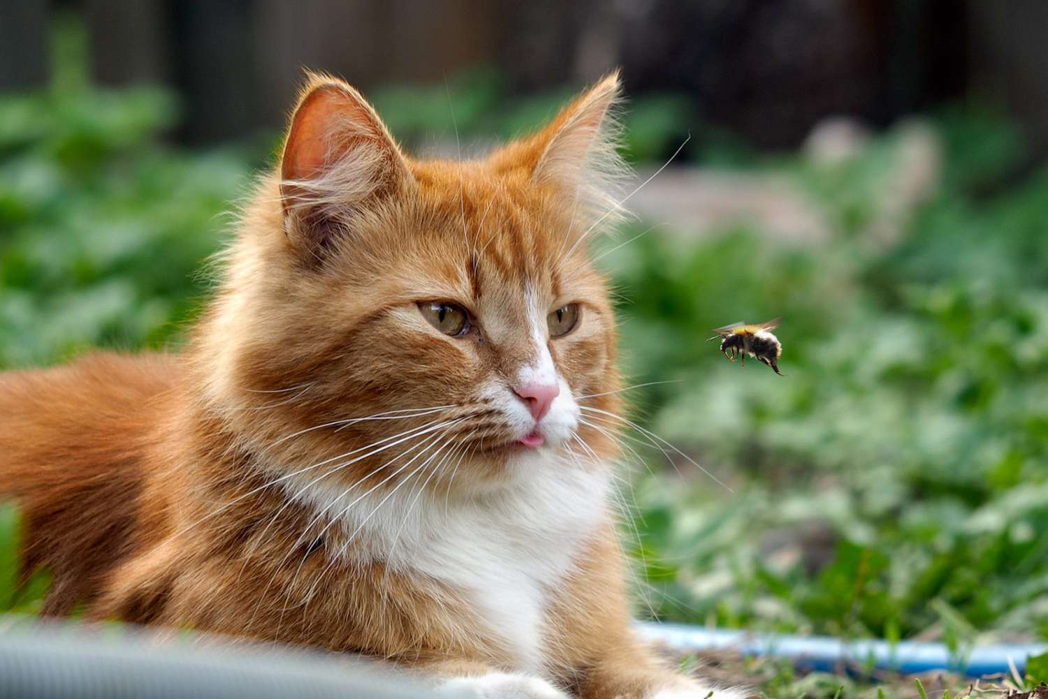 Que faire si votre chat se fait piquer par une abeille ou une guêpe