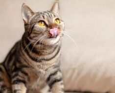 Pourquoi les chats se claquent-ils les lèvres ? Comment les faire arrêter