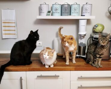 5 conseils simples pour éloigner les chats des comptoirs