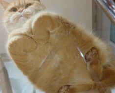 17+ personnes partagent certaines des photos les plus mignonnes de chats embrassant leur identité de pain