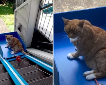 Cet homme construit un ascenseur pour son vieux chat bien-aimé qui a du mal à monter les escaliers