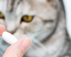 Pouvez-vous donner des antibiotiques humains aux chats ?
