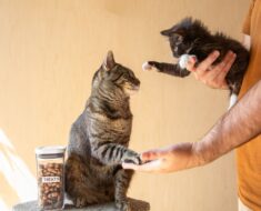 Comment empêcher votre chat de rejeter un nouveau chaton