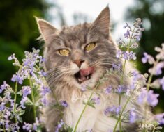 Qu’est-ce que l’herbe à chat ? Pourquoi les chats aiment ça