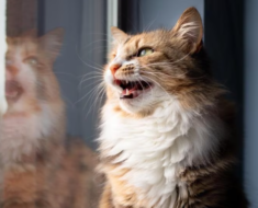 9 bruits de chat et leur signification