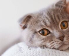 7 façons de savoir si votre chat souffre, certaines peuvent vous surprendre
