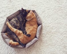 5 raisons pour lesquelles tout le monde devrait avoir un deuxième chat