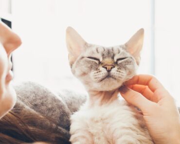 Une étude récente montre que votre chat peut être la clé pour prévenir la perte de mémoire