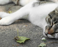 Coup de chaleur chez le chat : signes et comment le prévenir