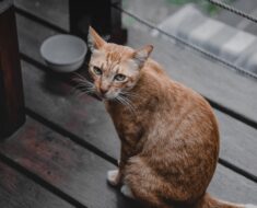 Combien de temps un chat peut-il rester sans manger ?