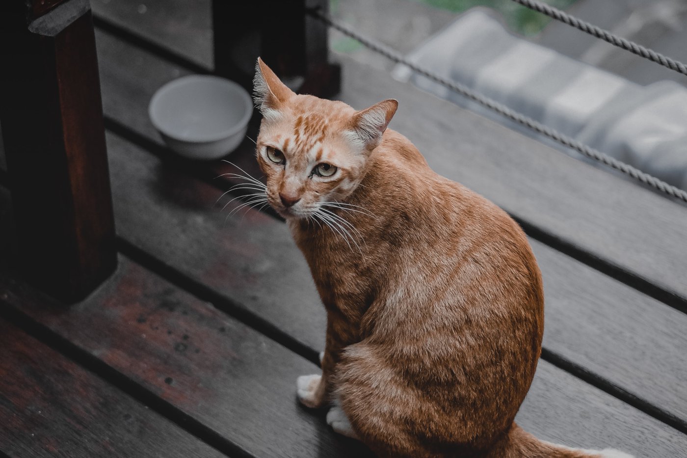 Combien de temps un chat peut-il rester sans manger ? - BDAILY