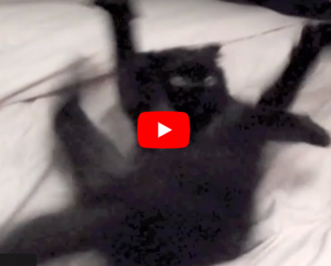 Voici une méthode imparable pour calmer un chat devenu fou