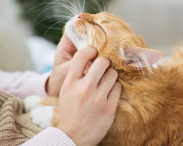 Les chats aiment-ils leurs propriétaires ?