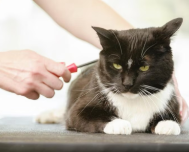 À quoi ressemblent les puces sur les chats ?