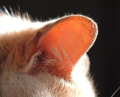 Pourquoi les oreilles de mon chat sont-elles chaudes ?