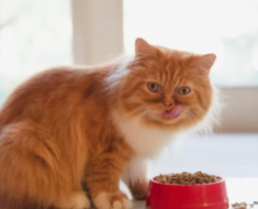 Qu’est-ce qu’une nourriture pour chat à ingrédients limités ?