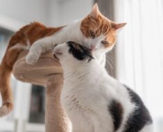 Pourquoi les chats aiment-ils le cérumen ?