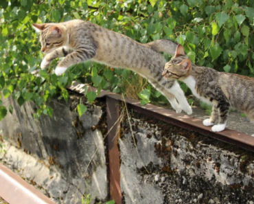 Pourquoi les chats retombent-ils toujours sur leurs pattes?