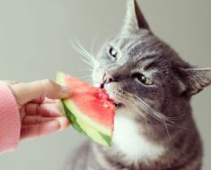Quels fruits les chats peuvent-ils manger ?