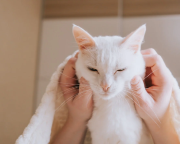 Pourquoi le visage de mon chat est-il enflé ?