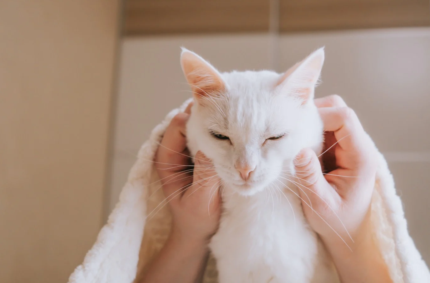 Pourquoi le visage de mon chat estil enflé ? BDAILY